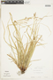 Carex debilis var. rudgei image