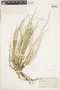 Carex disperma image