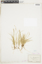 Carex disperma image