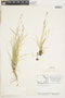 Carex disperma image