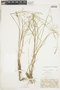 Carex echinata Murray subsp. echinata, U.S.A., M. L. Fernald, F