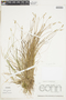 Carex echinata image