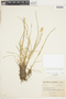 Carex echinata image