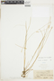 Carex echinata image
