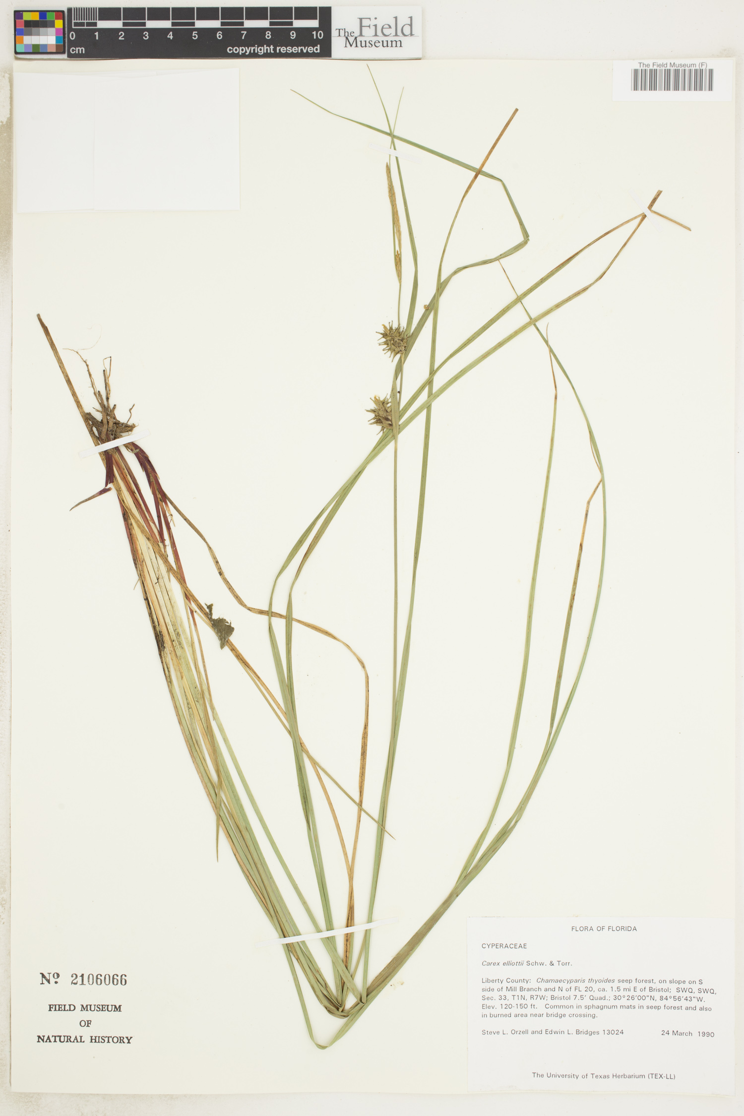 Carex elliottii image