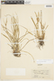 Carex flaccosperma image