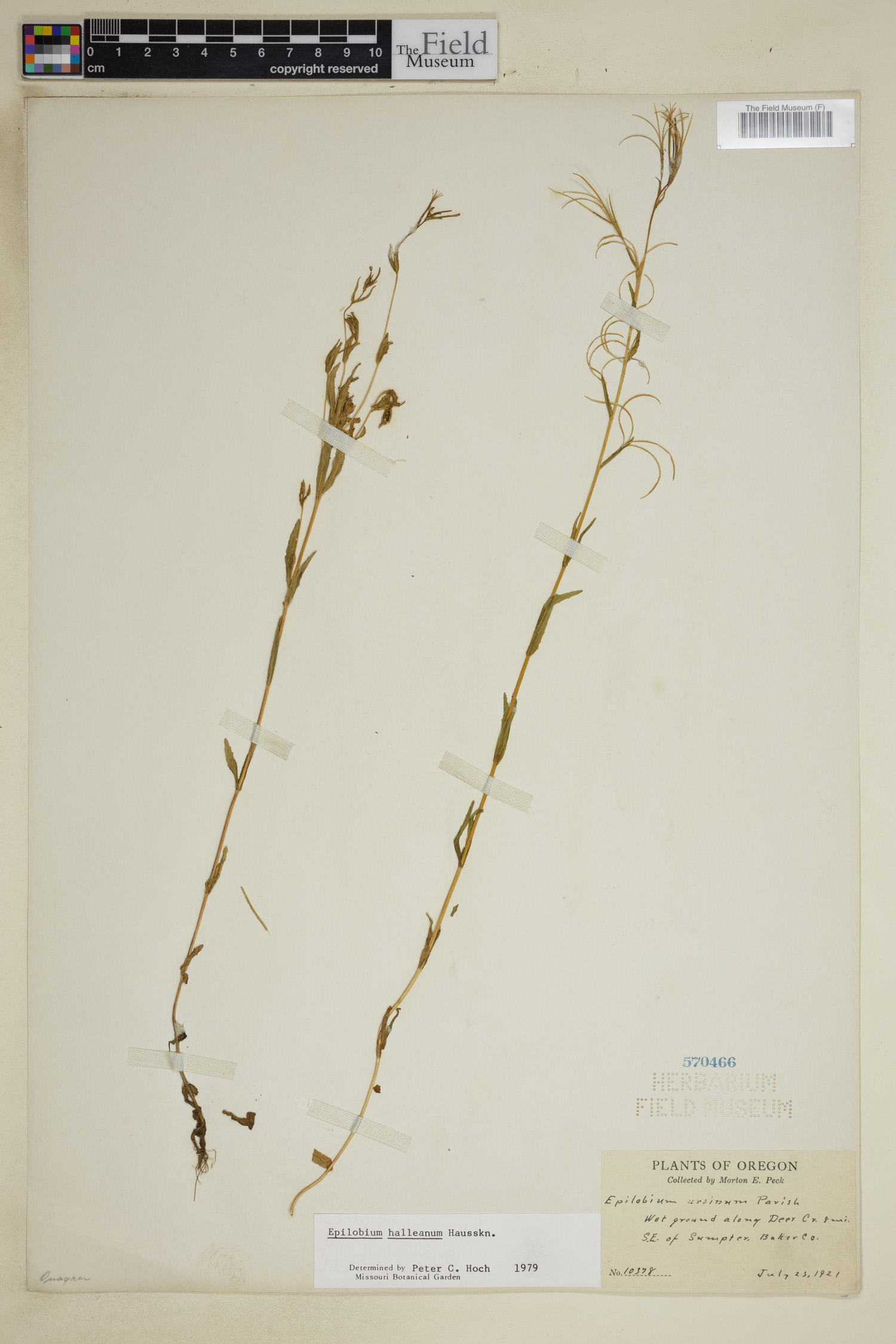 Epilobium halleanum image