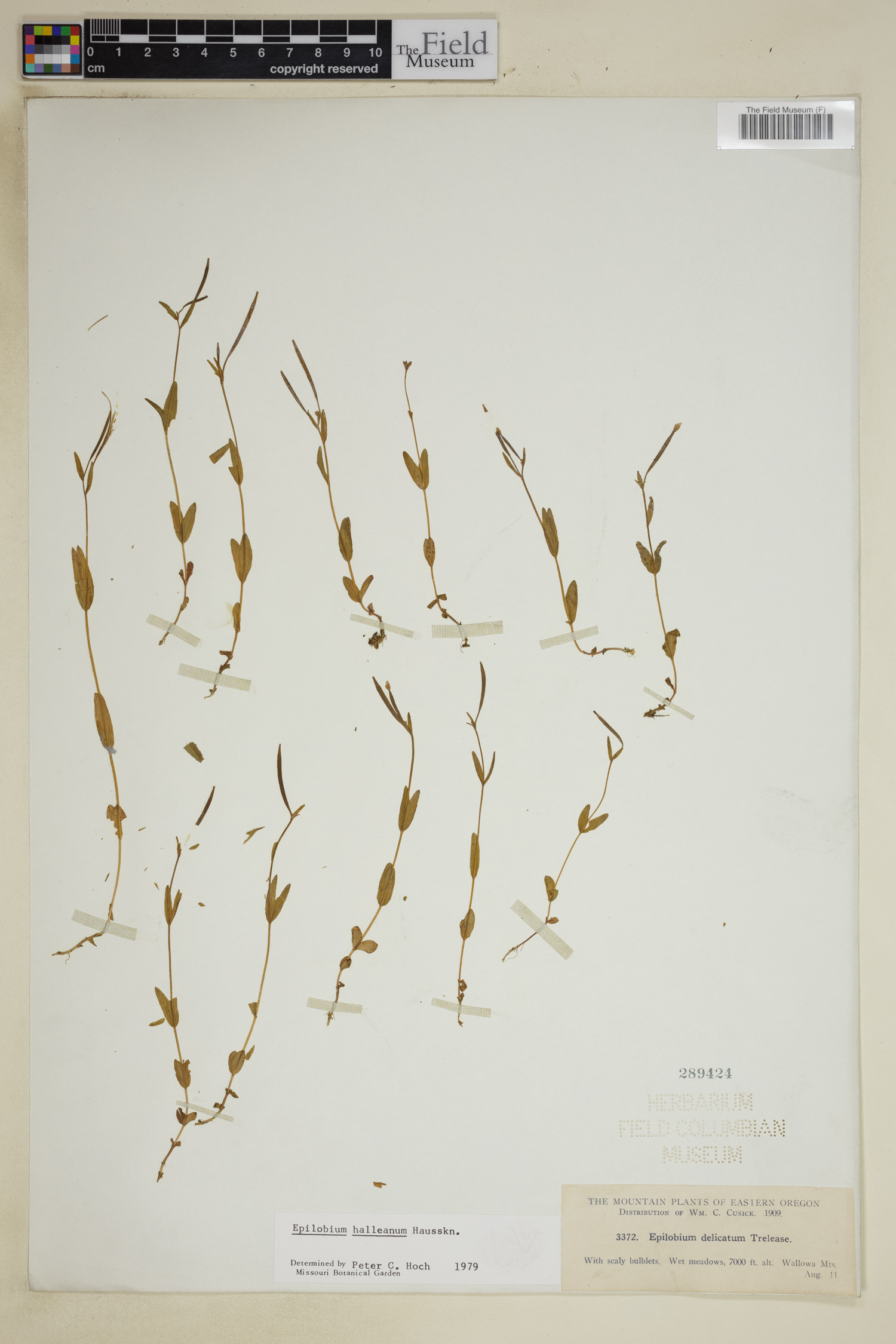 Epilobium halleanum image