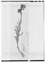 Field Museum photo negatives collection; Wien specimen of Culcitium peruvianum Klatt, PERU, Type [status unknown], W