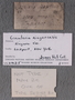 IMLS Silurian Reef Digitization Project, Image of a Silurian specimen label UC 60635