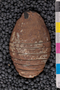 P 787