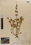 Lupinus carnosulus image