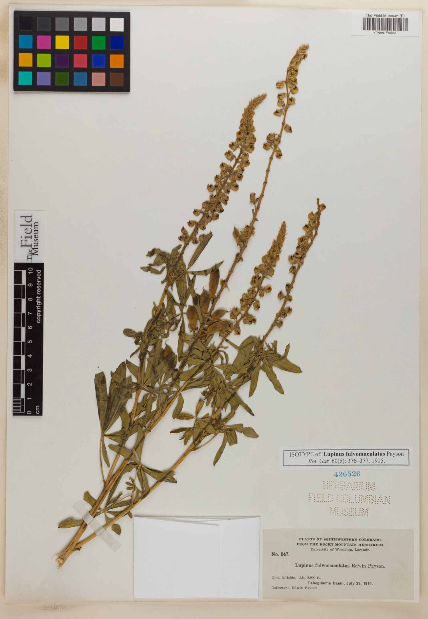 Lupinus fulvomaculatus image