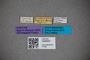 3048407 Diochus formicetorum ST labels IN