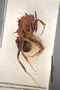 3048407 Diochus formicetorum ST ant IN