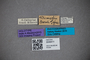 3048411 Calocerus klimschi HT labels IN