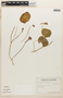 Tropaeolum peltophorum Benth., ECUADOR, F