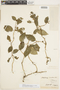 Adelobotrys scandens (Aubl.) DC., FRENCH GUIANA, F