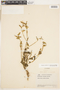 Piriqueta cistoides (L.) Griseb. subsp. cistoides, VENEZUELA, F