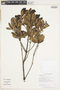 Cyrilla racemiflora L., GUYANA, F