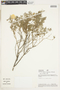 Balbisia meyeniana Klotzsch, Peru, A. H. Gentry 36097, F