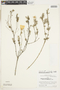 Balbisia verticillata Cav., Peru, P. C. Hutchison 5002, F