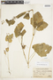 Erodium malacoides (L.) L'Hér. ex Aiton, Peru, J. F. Macbride 124, F
