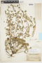 Geranium ayavacense Willd. ex Kunth, Peru, J. F. Macbride 1740, F
