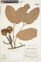 Salacia cordata (Miers) Mennega, Venezuela, J. A. Steyermark 107461, F