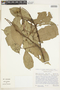 Eschweilera caudiculata R. Knuth, Colombia, J. Ramos 1490, F