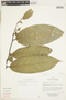 Eschweilera cf. coriacea (DC.) S. A. Mori, Ecuador, D. Irvine DI910, F