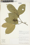 Eschweilera coriacea (DC.) S. A. Mori, Ecuador, D. A. Neill 6902, F