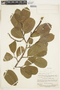 Lecythis holcogyne (Sandwith) S. A. Mori, Guyana, B. Maguire 22916, F