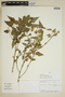 Hibiscus phoeniceus Jacq., Peru, Rod. Vásquez 25933, F