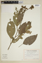 Pavonia fruticosa (Mill.) Fawc. & Rendle, Ecuador, G. W. Harling 17795, F