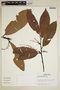 Iryanthera ulei Warb., Peru, S. T. McDaniel 16440, F