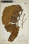Virola calophylla (Spruce) Warb., Colombia, R. E. Schultes 3790, F