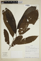 Virola elongata (Benth.) Warb., Ecuador, A. H. Gentry 80660, F