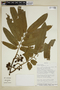 Virola flexuosa A. C. Sm., Bolivia, I. G. Vargas C. 1215, F