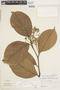 Dichapetalum spruceanum Baill., Peru, M. E. Mathias 5598, F