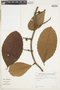 Doliocarpus macrocarpus Mart. ex Eichler, GUYANA, A. C. Persaud 28, F