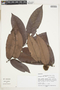 Diospyros myrmecocarpa Miq., Peru, M. Rimachi Y. 11265, F