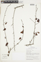 Erythroxylum cuneifolium (Mart.) O. E. Schulz, Bolivia, A. Jardim 1474, F