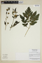 Nasa triphylla subsp. elegans Dostert & Weigend, Peru, N. Dostert 98/47, F