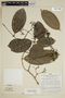 Strychnos colombiensis Krukoff & Barneby, Peru, J. Schunke Vigo 5135, F