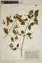 Strychnos tomentosa Benth., Brazil, A. Ducke 1711, F