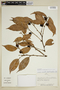 Heisteria maytenoides Spruce ex Engl., Peru, V. Huashikat 337, F