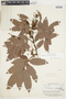 Connarus incomptus Planch., BRITISH GUIANA [Guyana], F