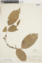 Rourea cuspidata var. densiflora (Steyerm.) Forero, PERU, F