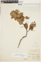 Rourea induta var. reticulata (Planch.) Baker, BRAZIL, F